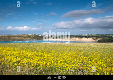 Un champ plein de maïs Marigold, Glebionis segetum, sur West Pentire avec la plage de Crantock en arrière-plan. Newquay, Cornwall. Banque D'Images