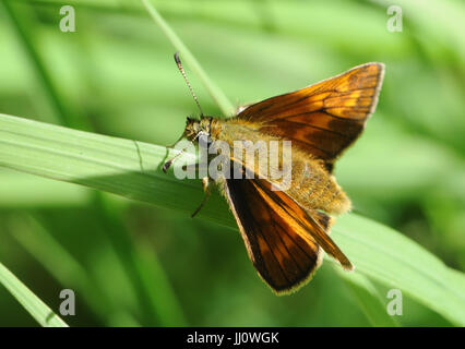 Une grande femelle papillon hespérie (Ochlodes Sylvanus) repose sur une tige d'herbe. Bedgebury Forêt, Kent, UK Banque D'Images