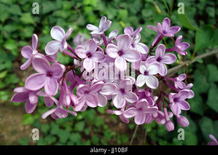 Lilas en fleurs closeup Banque D'Images