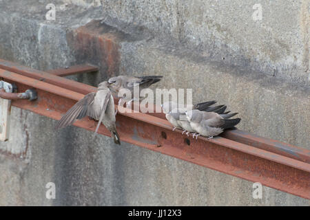 Famille de crag martin l'envol (Ptyonoprogne rupestris) être nourris par des oiseaux adultes à Rimplas dans les Alpes Françaises Banque D'Images