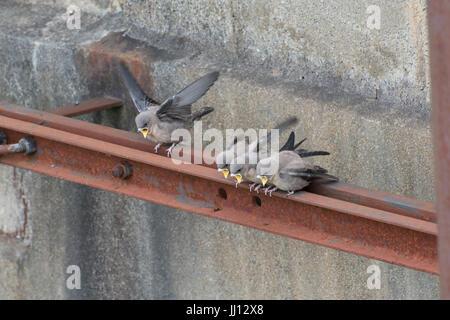 Famille de crag martin l'envol (Ptyonoprogne rupestris) attendent d'être nourris à Rimplas dans les Alpes Françaises Banque D'Images