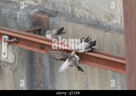 Famille de crag martin l'envol (Ptyonoprogne rupestris) être nourris par des oiseaux adultes à Rimplas dans les Alpes Françaises Banque D'Images