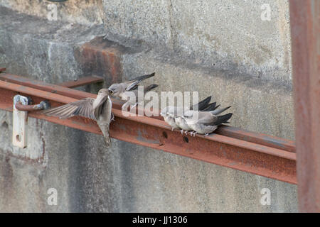 Famille de crag martin l'envol (Ptyonoprogne rupestris) être nourris par des oiseaux adultes à Rimplas dans les Alpes Françaises Banque D'Images