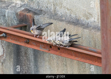 Famille de crag martin l'envol (Ptyonoprogne rupestris) attendent d'être nourris à Rimplas dans les Alpes Françaises Banque D'Images