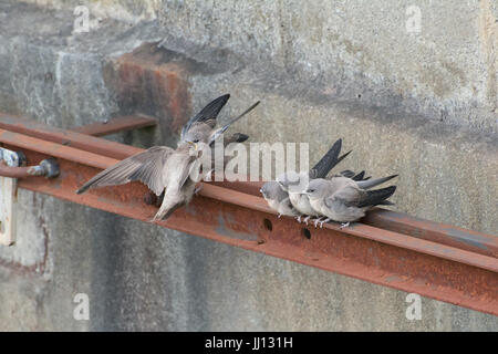 Famille de crag martin l'envol (Ptyonoprogne rupestris) être nourris par des oiseaux adultes à Rimplas dans les Alpes Françaises Banque D'Images