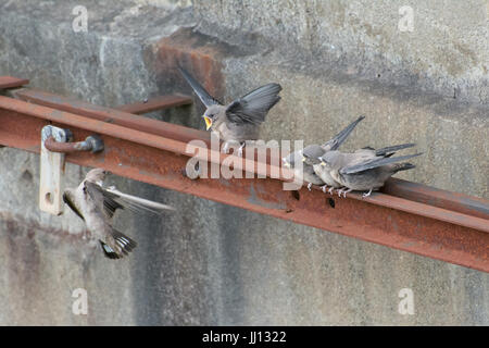 Famille de crag martin l'envol (Ptyonoprogne rupestris) en attente d'être alimenté par des oiseaux adultes à Rimplas dans les Alpes Françaises Banque D'Images