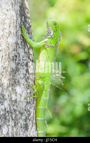 Lézard vert sur un tronc d'arbre sur la nature. Lézard vert vif appelé Iguana au Brésil. Animal trouvé sur amazon. Banque D'Images