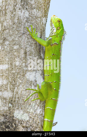 Lézard vert sur un tronc d'arbre sur la nature. Lézard vert vif appelé Iguana au Brésil. Animal trouvé sur amazon. Banque D'Images