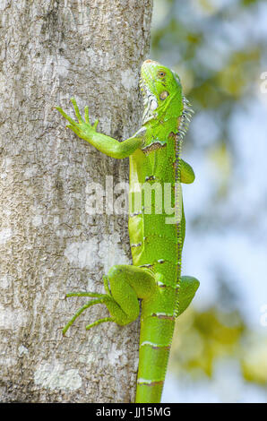 Lézard vert sur un tronc d'arbre sur la nature. Lézard vert vif appelé Iguana au Brésil. Animal trouvé sur amazon. Banque D'Images