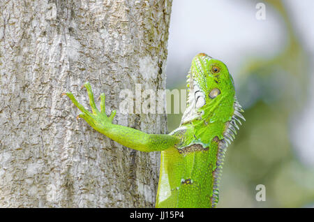 Lézard vert sur un tronc d'arbre sur la nature. Lézard vert vif appelé Iguana au Brésil. Animal trouvé sur amazon. Banque D'Images