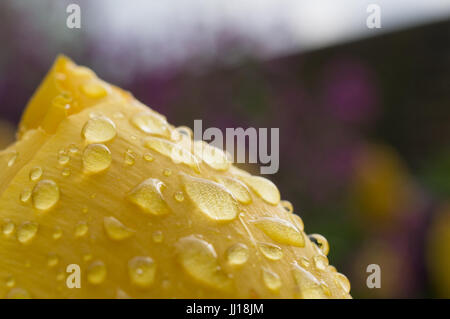 Plan Macro sur les gouttelettes d'eau sur une tulipe jaune Banque D'Images