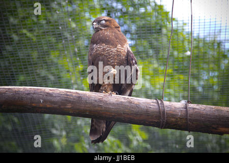 Une femme regarde buzzard de retour de son bâton sur la perche Banque D'Images