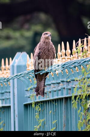 Beau portrait de l'Aigle assis avec arrière-plan de nice Banque D'Images