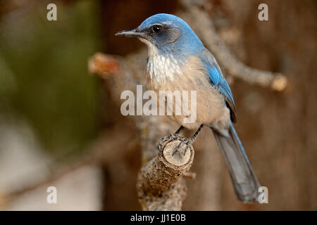 (Gymnorhinus cyanocephalus Pinyon jay), le Parc National du Grand Canyon, Arizona, USA Banque D'Images