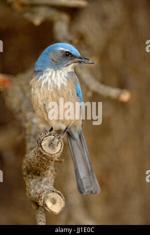 (Gymnorhinus cyanocephalus Pinyon jay), le Parc National du Grand Canyon, Arizona, USA Banque D'Images