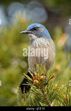 (Gymnorhinus cyanocephalus Pinyon jay), le Parc National du Grand Canyon, Arizona, USA Banque D'Images