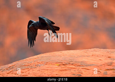 Grand Corbeau (Corvus corax), paire accouplée perché sur grès rouge, Vallée de Feu Park, Nevada, USA Banque D'Images