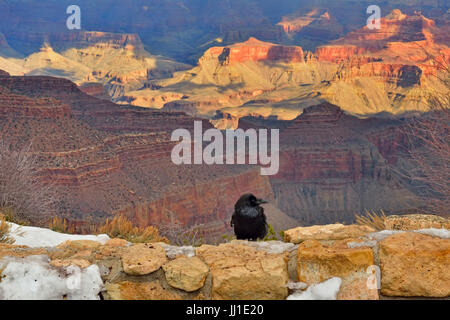 Grand corbeau (Corvus corax) perché sur un mur de soutènement en vue donnant sur South Rim du Grand Canyon, le Parc National du Grand Canyon, Arizona, USA Banque D'Images