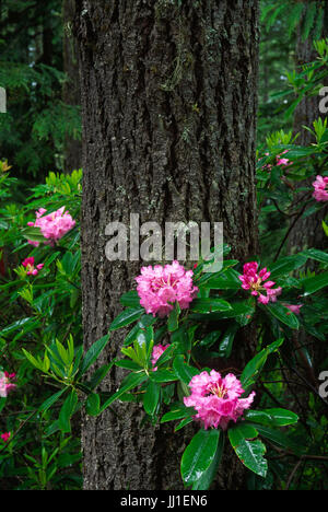 Rhododendron (Rhododendron macrophyllum pacifique) sur Mt Walker, Olympic National Forest, Virginia Banque D'Images