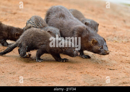 Le vison (Mustela vison) Mère et les petits, la faune en captivité, Minnesota, Grès, Minnesota, USA Banque D'Images