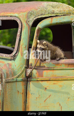 Le raton laveur (Procyon lotor), les bébés de la faune en captivité, Minnesota, Grès, Minnesota, USA Banque D'Images