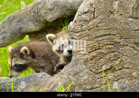 Le raton laveur (Procyon lotor) Bébé explorer vieille souche, la faune en captivité, Minnesota, Grès, Minnesota, USA Banque D'Images