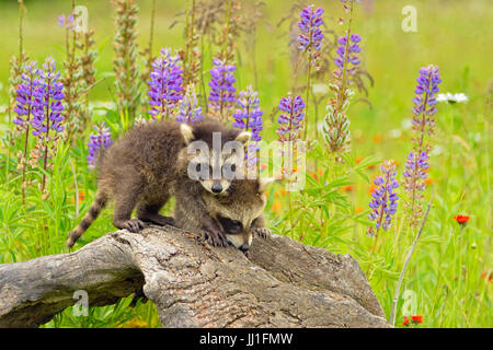 Le raton laveur (Procyon lotor) Bébé explorer vieille souche, la faune en captivité, Minnesota, Grès, Minnesota, USA Banque D'Images