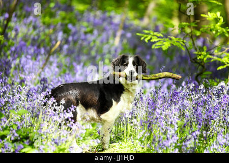 Molly le Cross Border Collie dog et son bâton parmi les jacinthes au bois cible Stoke on Trent Staffordshire England UK Banque D'Images