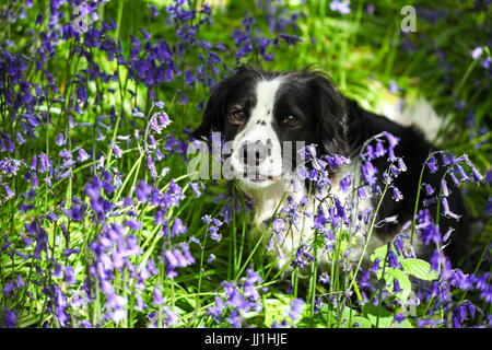 Molly le Cross Border Collie dog parmi les jacinthes bois cible à Stoke on Trent Staffordshire England UK Banque D'Images