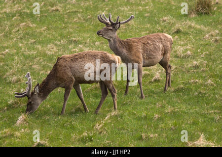 Péninsule de Assynt, ÉCOSSE - 7 juin 2012 : deux wild Red Deer standing in grassy field. Masque brun, les deux possèdent des bois. Banque D'Images