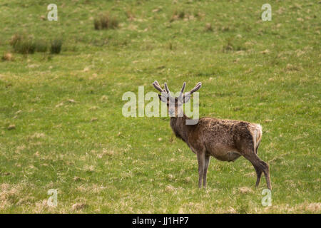 Péninsule de Assynt, ÉCOSSE - 7 juin 2012 : wild Red Deer standing in grassy field. Brown hide, avec bois et en regardant la caméra. Banque D'Images