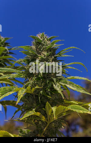Cannabis sativa, C sativa, indica, plante de cannabis, la marijuana, l'usine de la marijuana médicale, médecine alternative, plante médicinale, Californie Banque D'Images