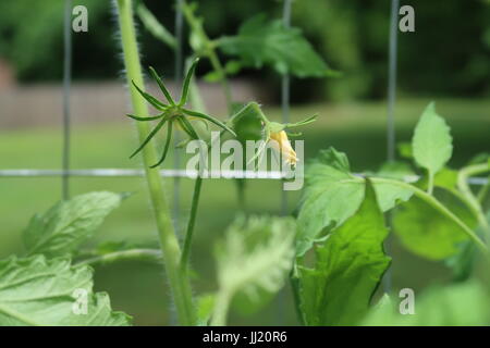 Fleurs jaune Oxheart heirloom tomato Banque D'Images