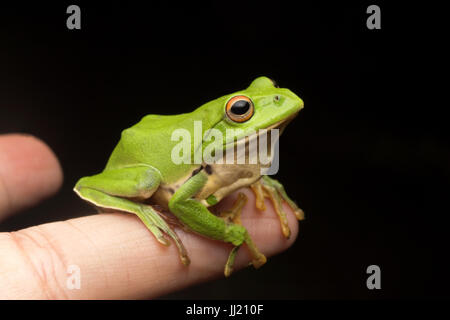 Rhacophorus moltrechti solitaire sur une branche Banque D'Images