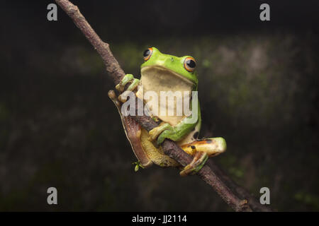 Rhacophorus moltrechti solitaire sur une branche Banque D'Images