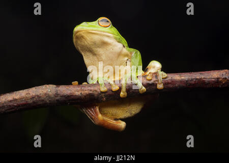 Rhacophorus moltrechti solitaire sur une branche Banque D'Images