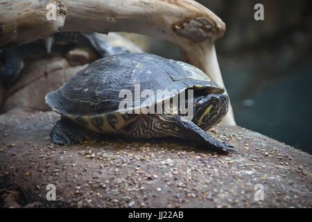 Bébé tortue. petite tortue Tortue tortue. isolé sur fond blanc. Banque D'Images