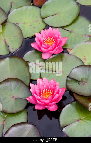 Nymphaeae. Fleurs nénuphar rose profond. Banque D'Images