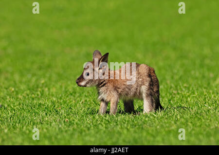 Les jeunes Red-necked Wallaby / (Macropus rufogriseus) / Bennetts Wallaby, Joey Banque D'Images