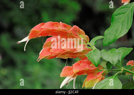 L'usine de crevettes, Floride / (Beloperone guttata, Justicia brandegeana) / Mexique / Zimmerhopfen | usine de crevettes (Beloperone guttata, Justicia brandegeana) Banque D'Images