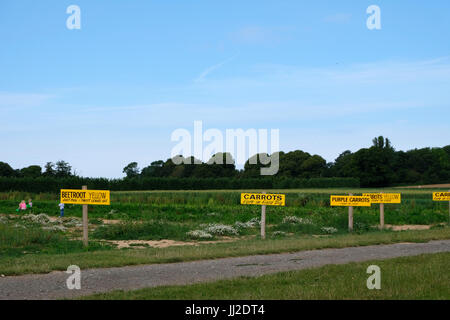 Les gens choisir des légumes sur un Choisissez votre propre ferme dans le West Sussex, UK Banque D'Images