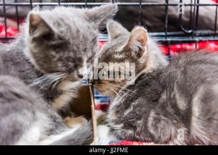 Deux chatons de câliner et dormir Banque D'Images