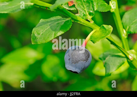 Blueberry, parc national De Hoge Veluwe, Gueldre, Pays-Bas / (Vaccinium myrtillus) / myrtille | Heidelbeere, parc national De Hoge Veluwe Banque D'Images