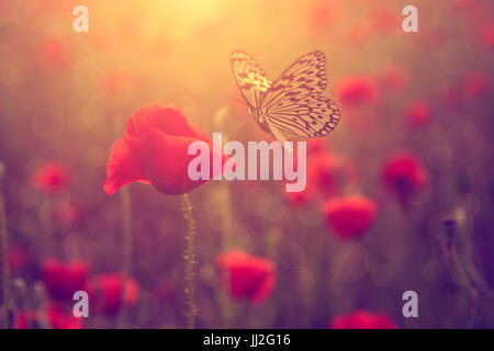 Papillon et fleur de pavot au coucher du soleil Banque D'Images