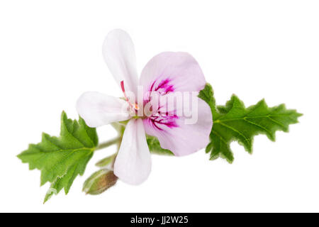 Géranium Pelargonium graveolens blanc sur blanc Banque D'Images