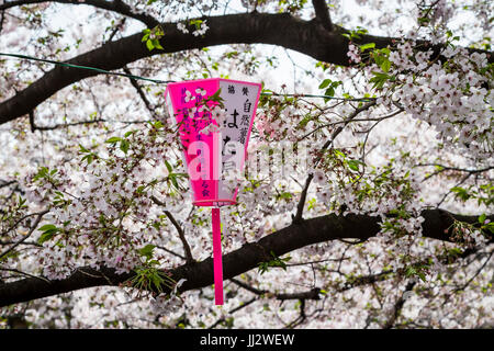 Fleurs de Cerisiers Sakura avec le festival des lanternes le long de la rivière Meguro, Japon, Asie. Banque D'Images