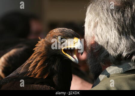 Golden Eagle avec Falconer Banque D'Images