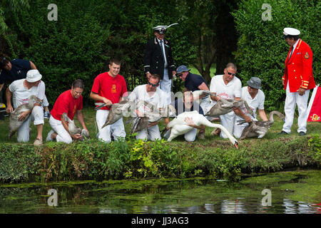 Londres, Royaume-Uni. 17 juillet, 2017. Swan Lever a lieu sur la Tamise, près de Windsor, Berkshire, Royaume-Uni. L'événement annuel date de l'époque médiévale, lorsque l'État revendiqué la propriété de tous les cygnes tuberculés qui étaient considérés comme une source importante de nourriture pour les banquets et les fêtes. Aujourd'hui, les cygnets sont pesés et mesurés afin d'obtenir des estimations des taux de croissance et les oiseaux sont examinées pour tout signe de lésion, souvent causé par la pêche à l'hameçon et à la ligne. Les cygnets sont entourées avec les numéros d'identification individuels par l'imprimeur de la Swan Warden, dont le rôle est scientifique et non-cérémonial. L'imprimeur de la swa Banque D'Images