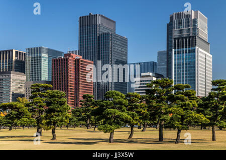 Pins sur fond d'immeubles de bureaux modernes dans la région de Park, Tokyo, Japon.L'automne dans un jardin dans le centre de Tokyo Banque D'Images