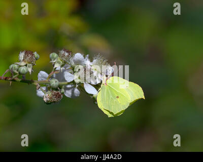 Brimstone Gonepteryx rhamni bramble se nourrissant de fleurs Banque D'Images